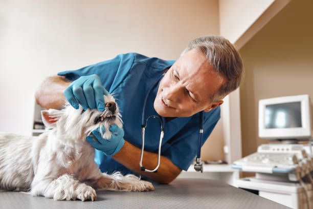 Best Urgent Dental Care in Olga, FL